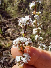 Leucopogon microphyllus pilibundus