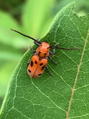 Tetraopes tetrophthalmus