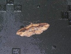 Chloroclystis filata