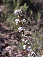 Leucopogon microphyllus pilibundus