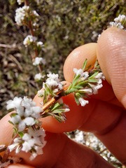 Leucopogon microphyllus pilibundus