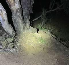 Tachyglossus aculeatus