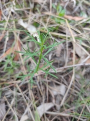 Haloragis heterophylla
