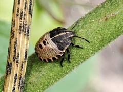 Graphosoma italicum italicum