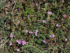 Erodium cicutarium