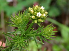 Thesium scabrum