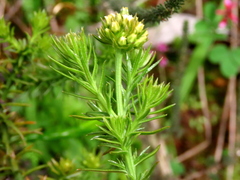 Thesium scabrum
