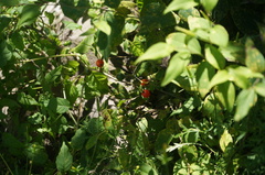 Solanum pittosporifolium