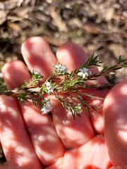 Leucopogon microphyllus pilibundus