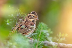 Emberiza rustica