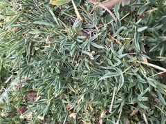 Trifolium dasyphyllum