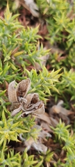 Ulex