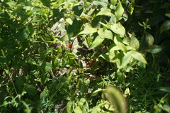 Solanum pittosporifolium
