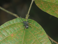 Corinnidae