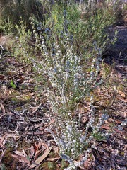 Leucopogon microphyllus pilibundus