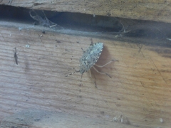 Rhaphigaster nebulosa