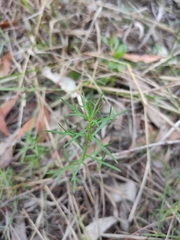 Haloragis heterophylla