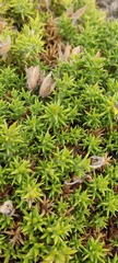 Ulex
