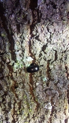 Chrysomeloidea