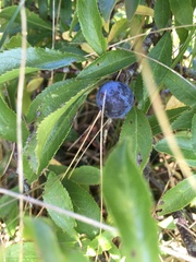 Prunus spinosa