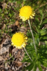 Coronidium scorpioides