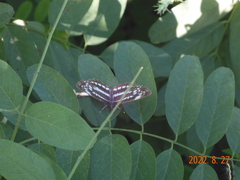 Neptis pryeri