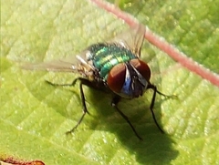 Calliphoridae