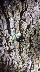 Chrysomeloidea