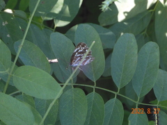 Neptis pryeri