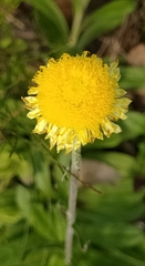 Coronidium scorpioides