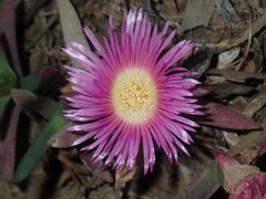 Carpobrotus virescens