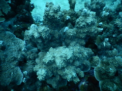Porites rus