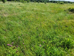 Gladiolus imbricatus