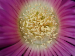 Carpobrotus virescens