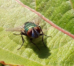 Calliphoridae