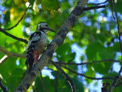Dendrocopos leucotos