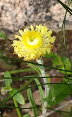 Coronidium scorpioides