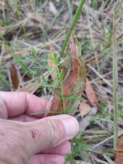 Haloragis heterophylla