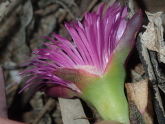 Carpobrotus virescens