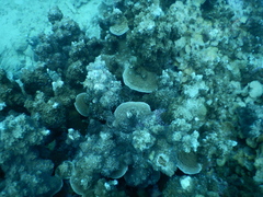 Porites rus