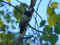 Dendrocopos leucotos