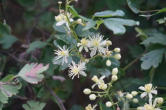Clematis brevicaudata
