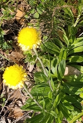 Coronidium scorpioides