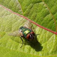 Calliphoridae