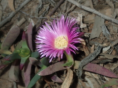 Carpobrotus virescens