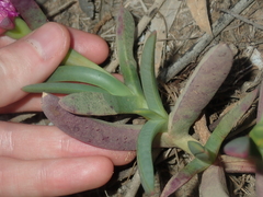 Carpobrotus virescens