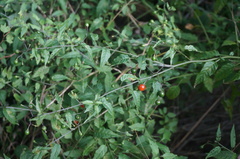 Solanum pittosporifolium
