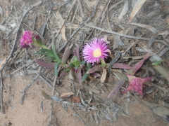 Carpobrotus virescens
