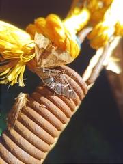 Desmia