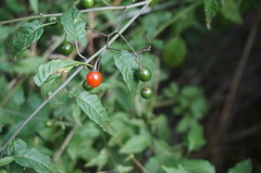 Solanum pittosporifolium